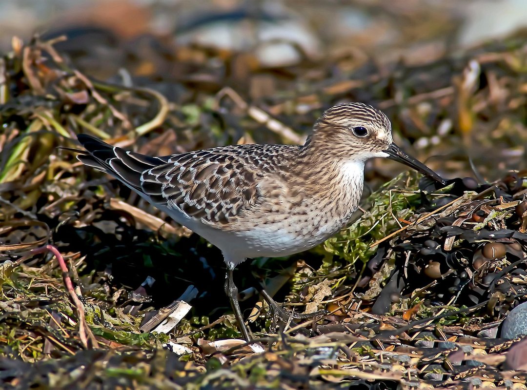 Impact on Diora Baird and Her Career